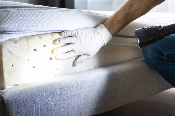 Best Local Pest Control Services  in West Liberty, KY